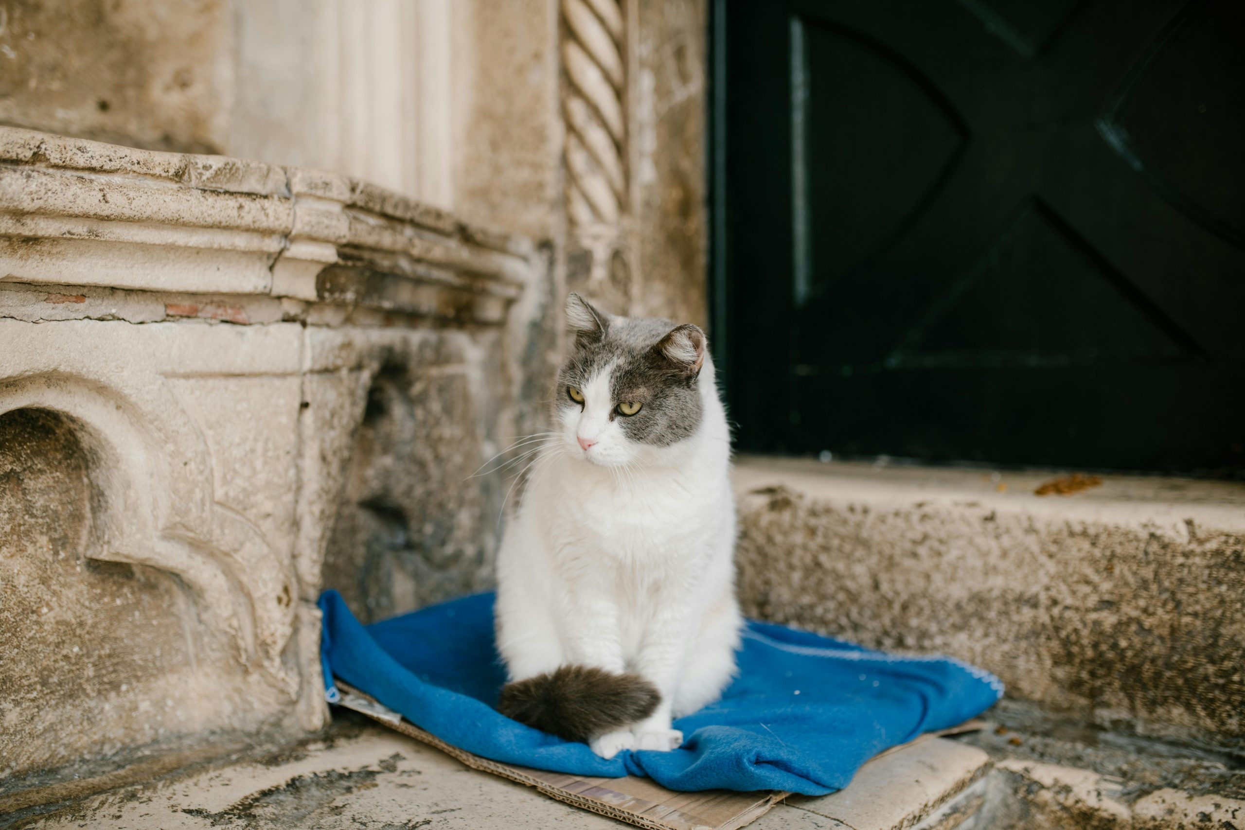 Cats of Dubrovnik