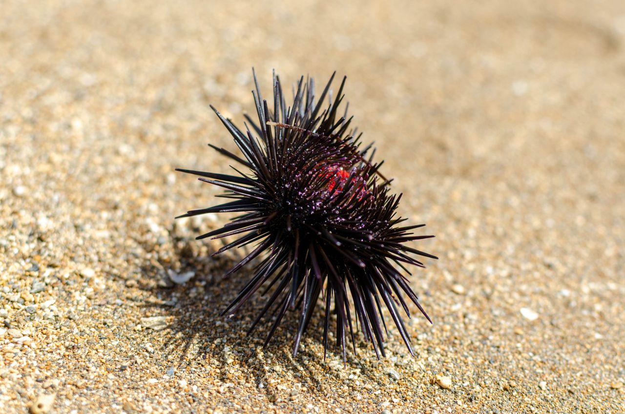 Jellyfish and sea urchins in Dubrovnik